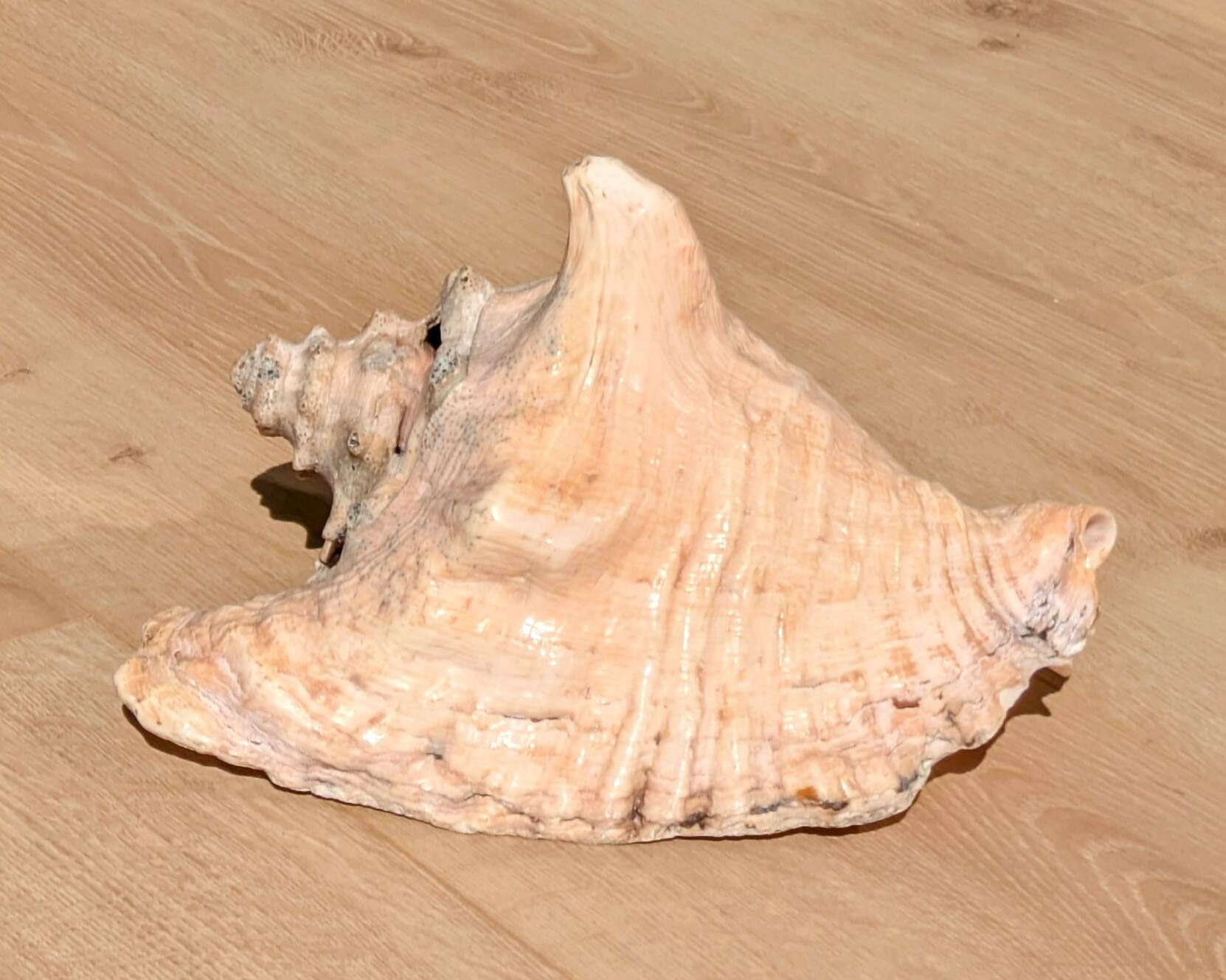 Conch Marine shell - Strombus alatus 26 cm 1.6 kg