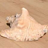 Conch Marine shell - Strombus alatus 26 cm 1.6 kg