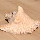 Conch Marine shell - Strombus alatus 26 cm 1.6 kg