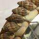 Hand facing decoration shells year 60/70