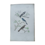 Poster - 19th century zoological engraving - flycatcher and small bluebird