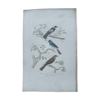 Poster - 19th century zoological engraving - flycatcher and small bluebird