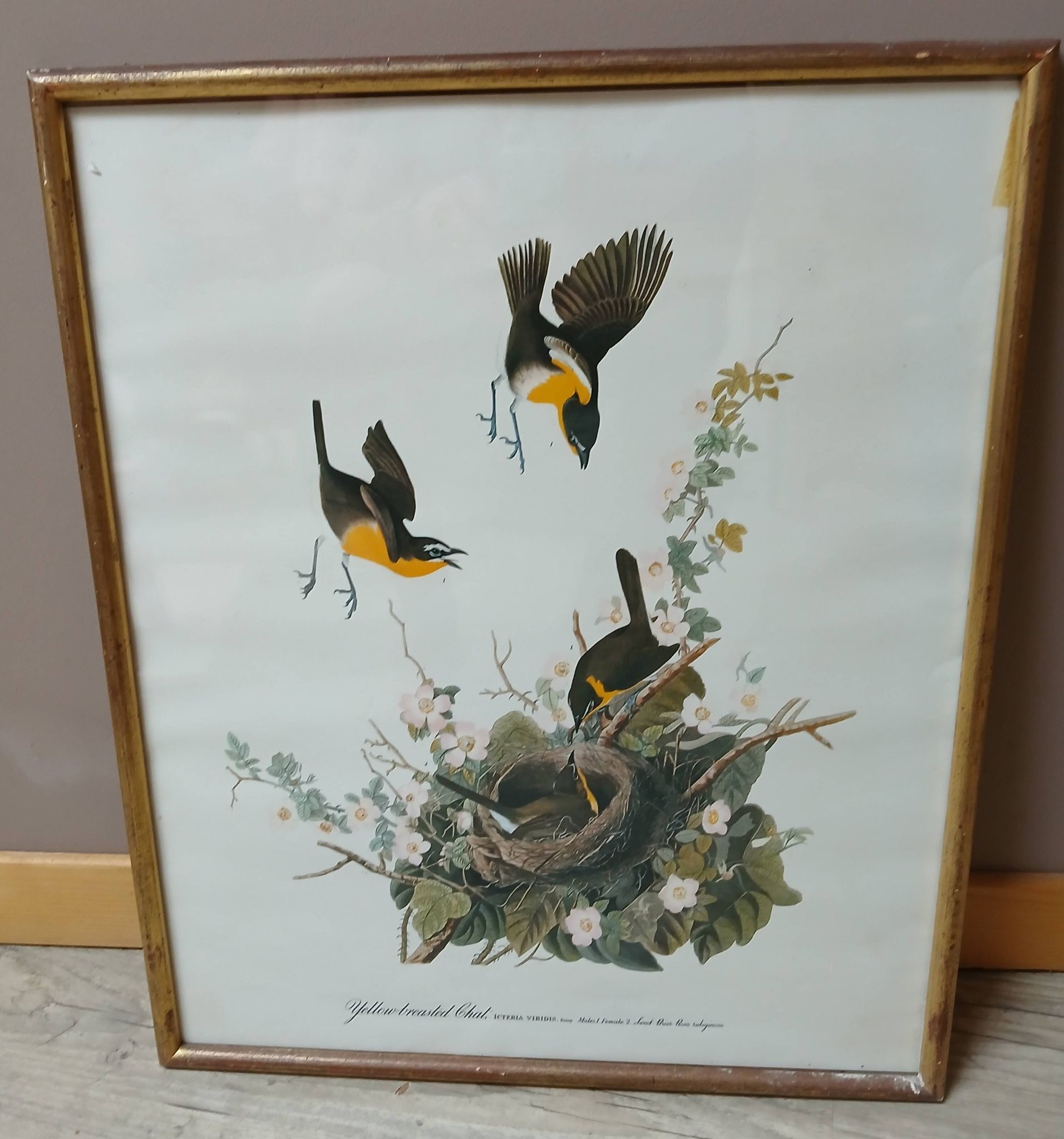 Lithographie  j.audubon "yellow breasted chat" années 50/60 encadrée