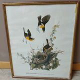 Lithograph by J. Audubon "Yellow Breasted Cat" from the 50s/60s, framed