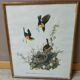 Lithograph by J. Audubon "Yellow Breasted Cat" from the 50s/60s, framed