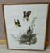 Lithograph by J. Audubon "Yellow Breasted Cat" from the 50s/60s, framed