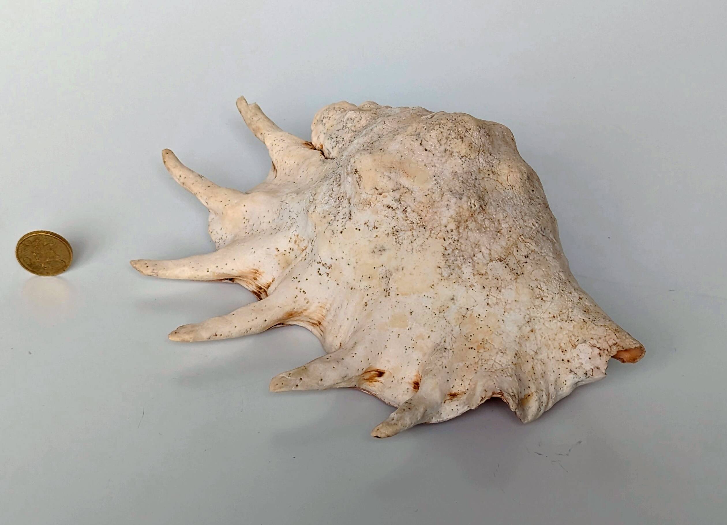 Large pink shell - Large Lambis - Strombidae - Lambis Truncata with 7 digitizations