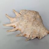 Large pink shell - Large Lambis - Strombidae - Lambis Truncata with 7 digitizations