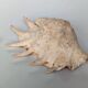 Large pink shell - Large Lambis - Strombidae - Lambis Truncata with 7 digitizations