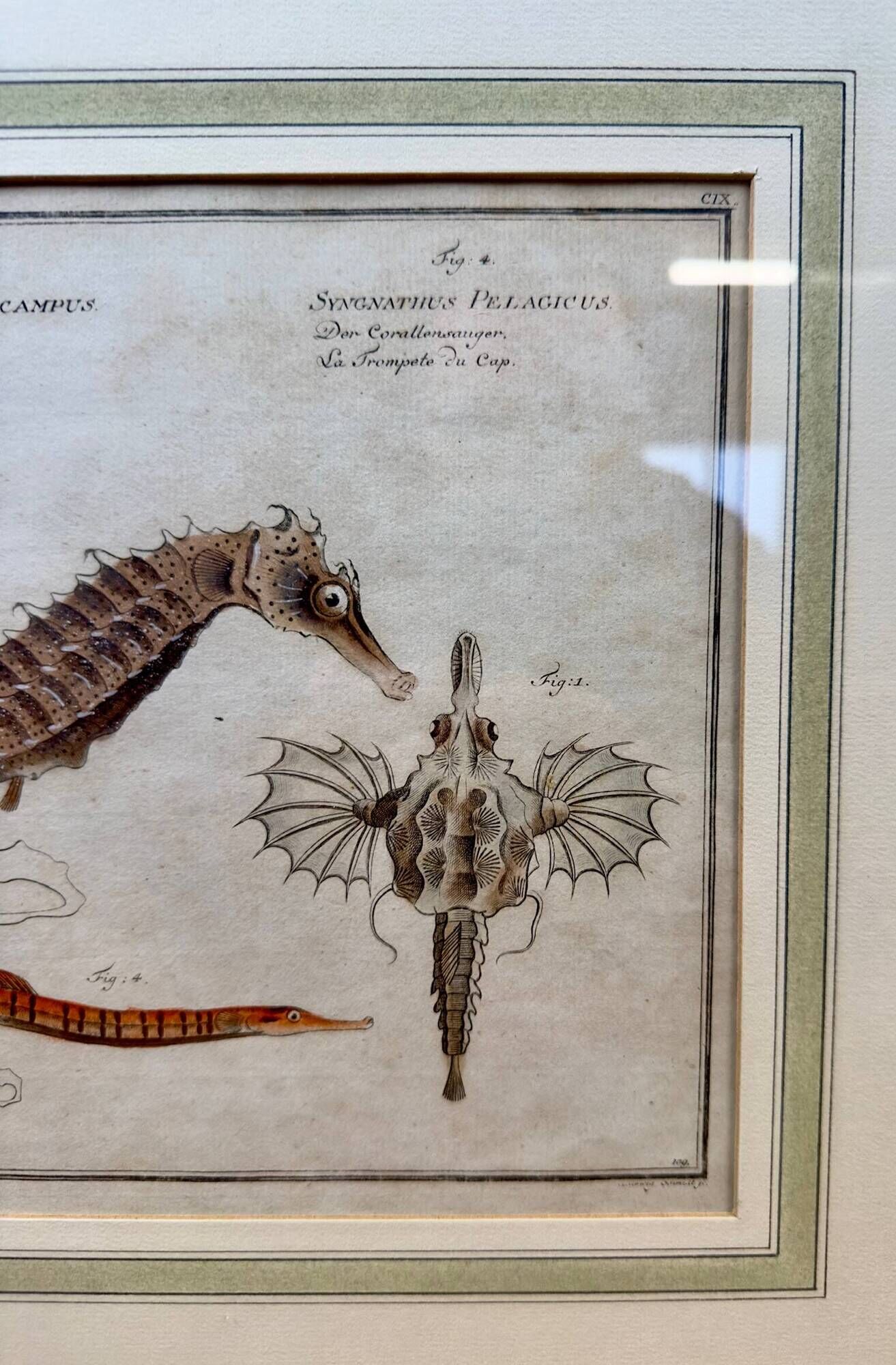 Old engraving of a seahorse and fish – Ludwig Schmidt (19th century)