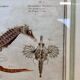Old engraving of a seahorse and fish – Ludwig Schmidt (19th century)