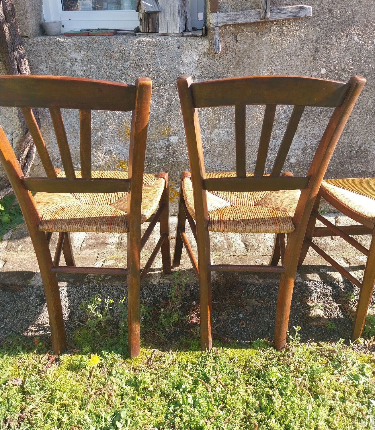 Pair of antique rush-seated chairs