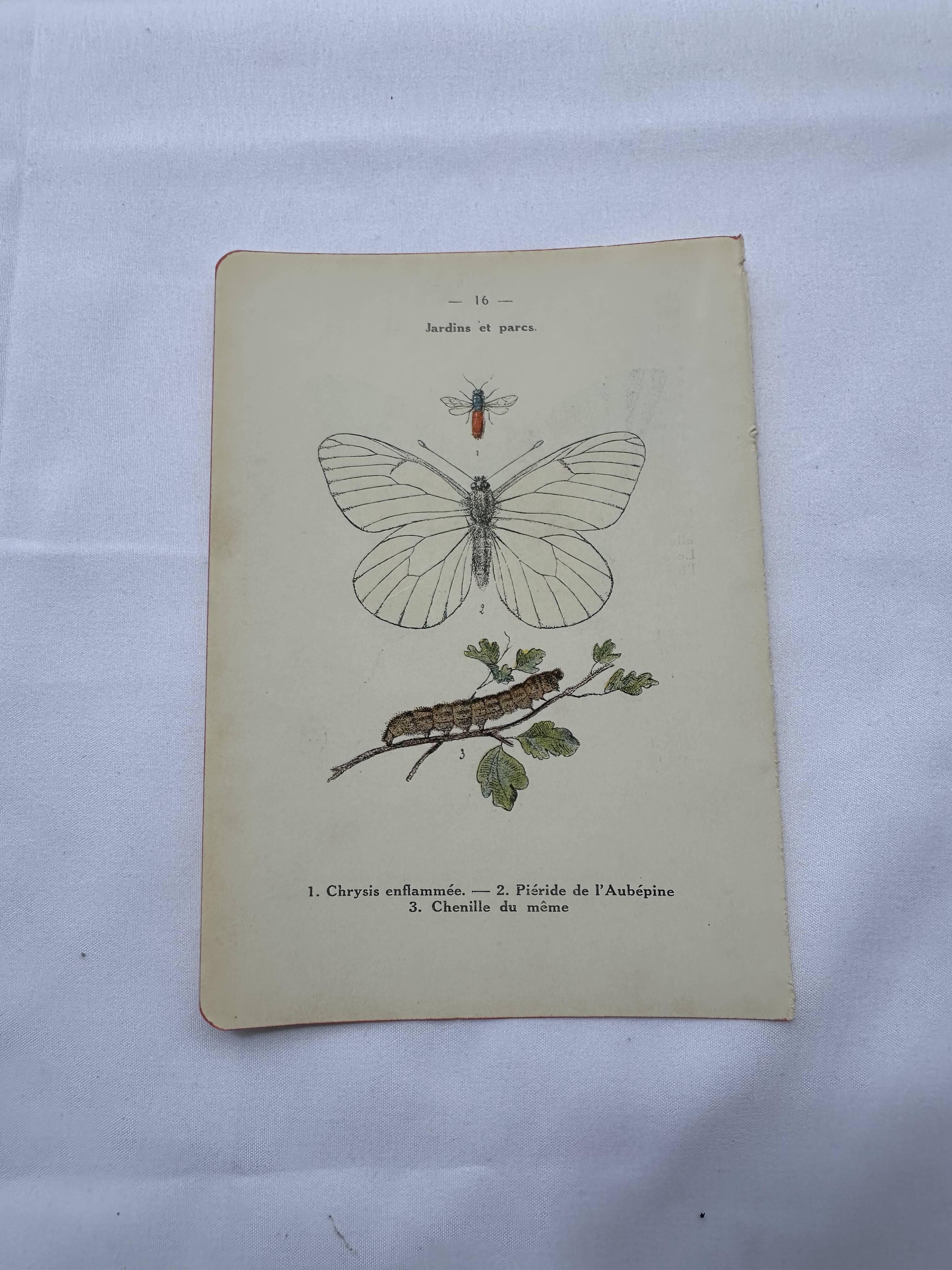 Old botanical lithograph naturalist double-sided