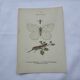 Old botanical lithograph naturalist double-sided