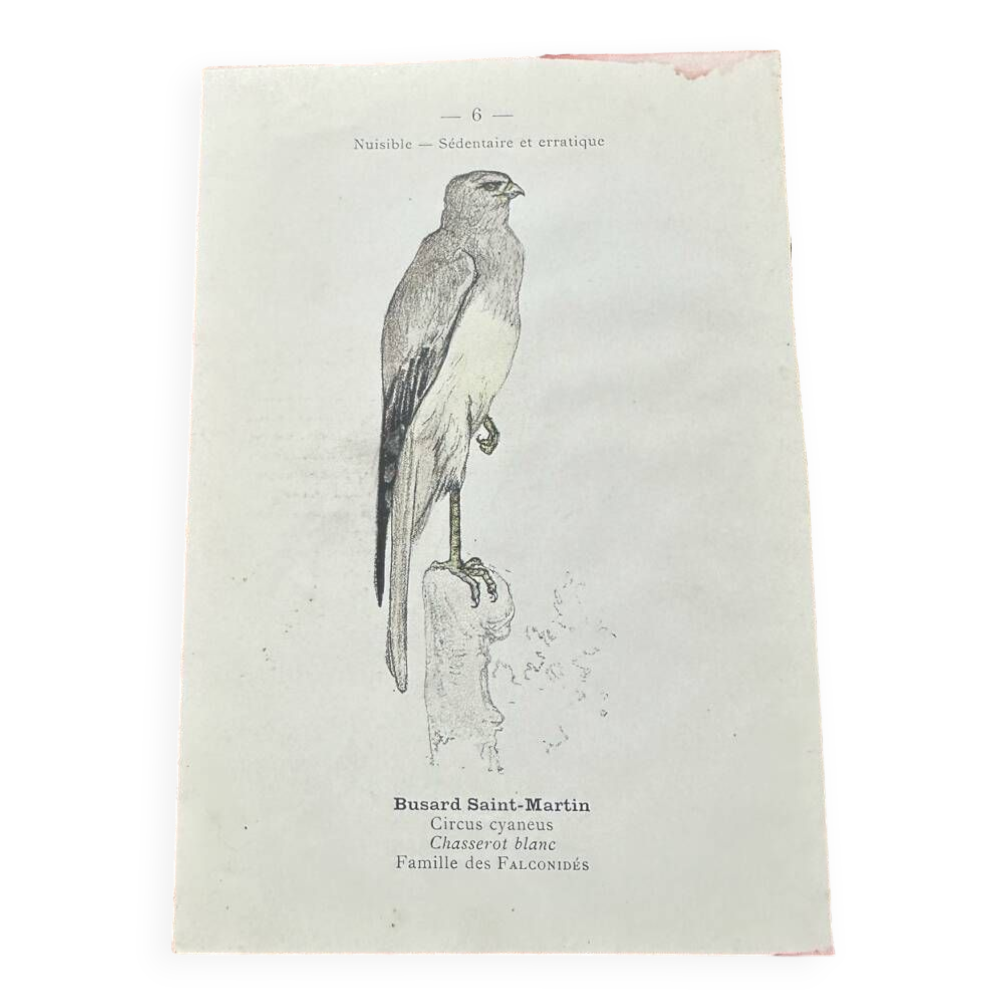 Vintage botanical board bird engraving 19th signed G Denise