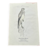 Planche botanique vintage gravure oiseau 19eme signé G Denise