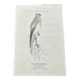 Vintage botanical board bird engraving 19th signed G Denise