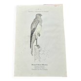 Vintage botanical board bird engraving 19th signed G Denise