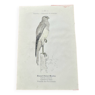 Vintage botanical board bird engraving 19th signed G Denise