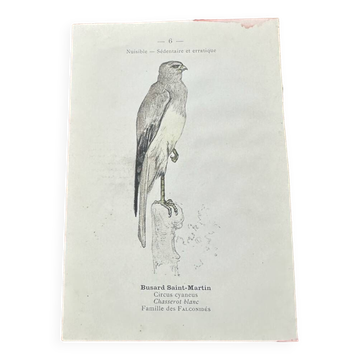 Vintage botanical board bird engraving 19th signed G Denise