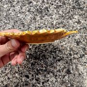 Vide poche Feuille Automne