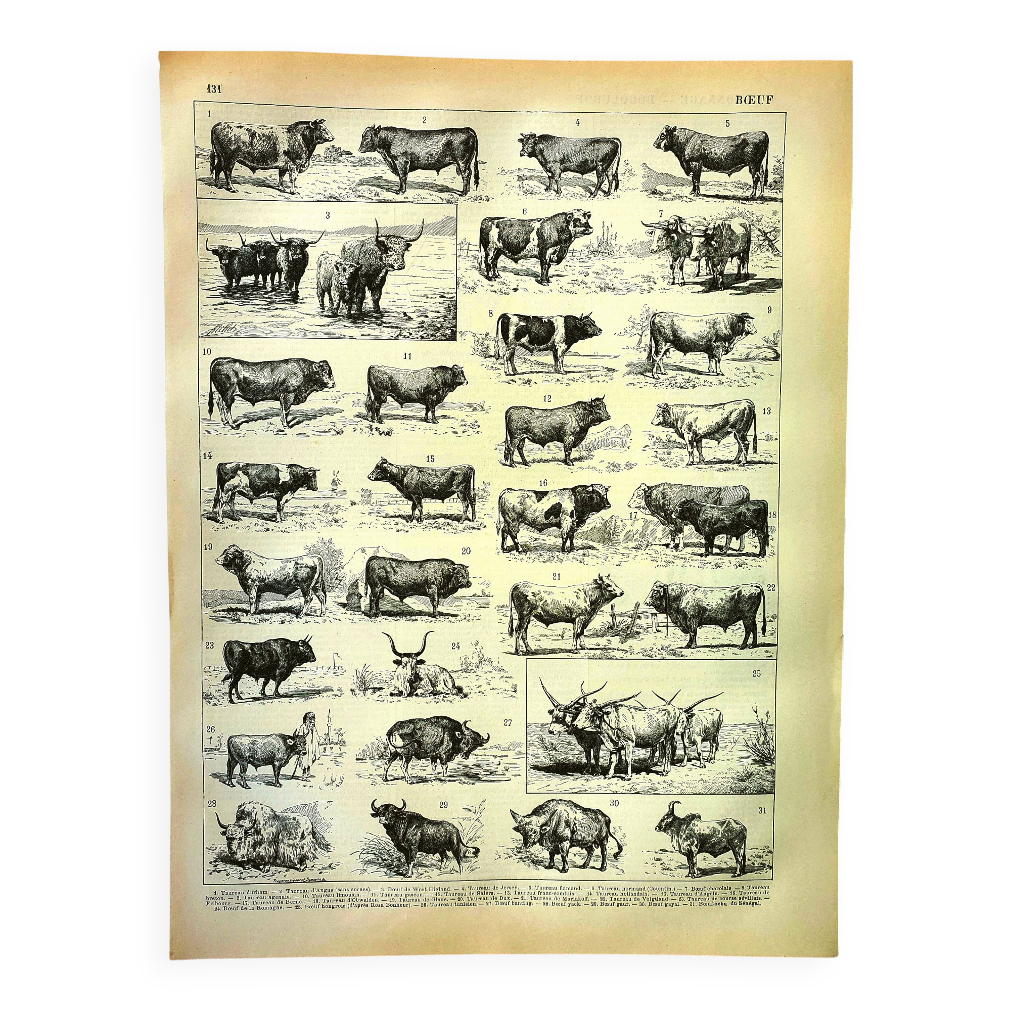 Antique engraving 1897 A. Millot - Ox, cow, bull, calf