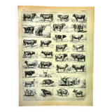 Gravure ancienne 1897 A. Millot - Boeuf, vache, taureau, veau