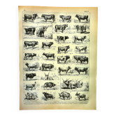 Antique engraving 1897 A. Millot - Ox, cow, bull, calf