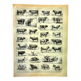 Antique engraving 1897 A. Millot - Ox, cow, bull, calf