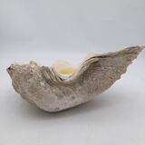 Shell clam.