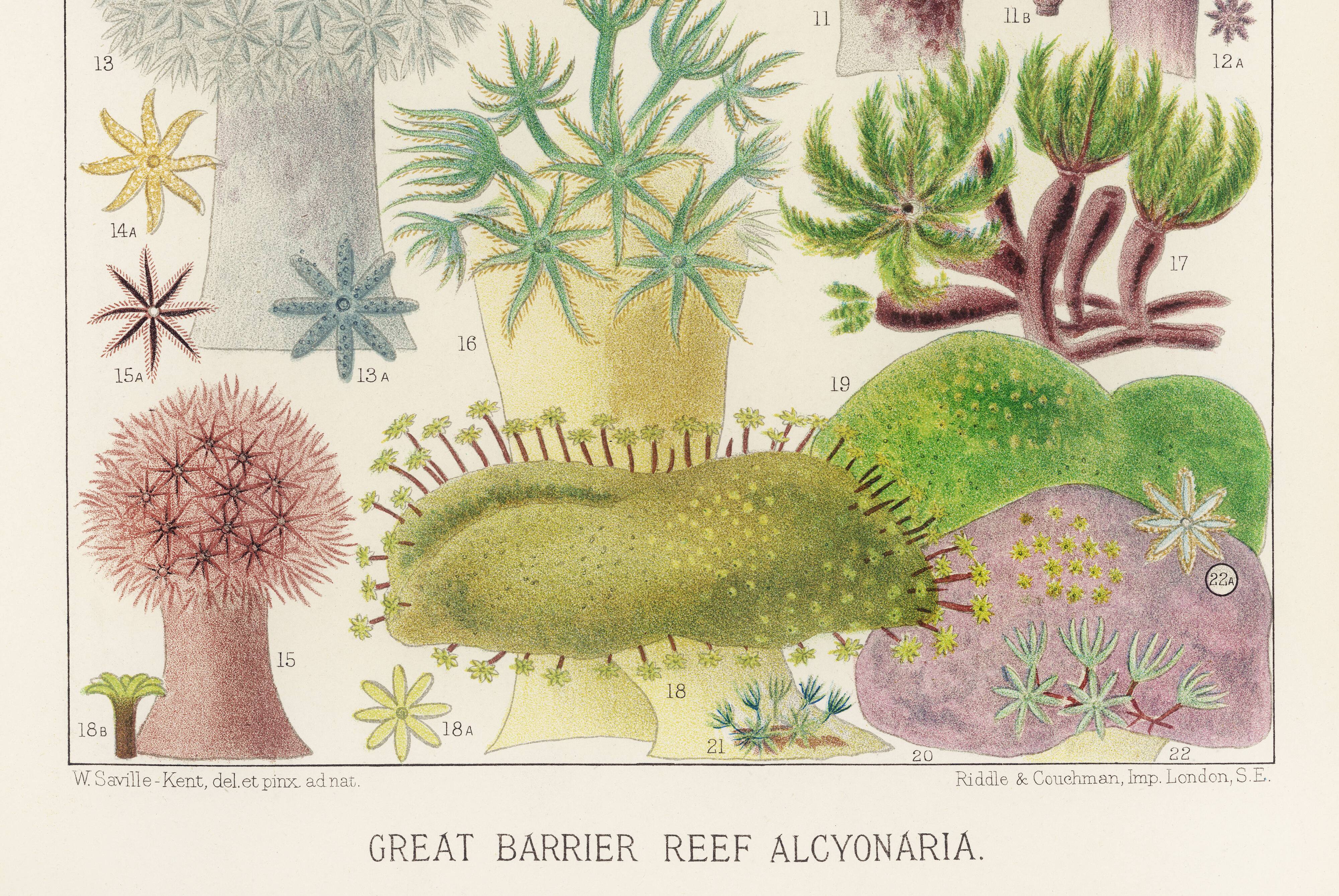Affiche sur les anémones de la Grande Barrière de Corail, 1894