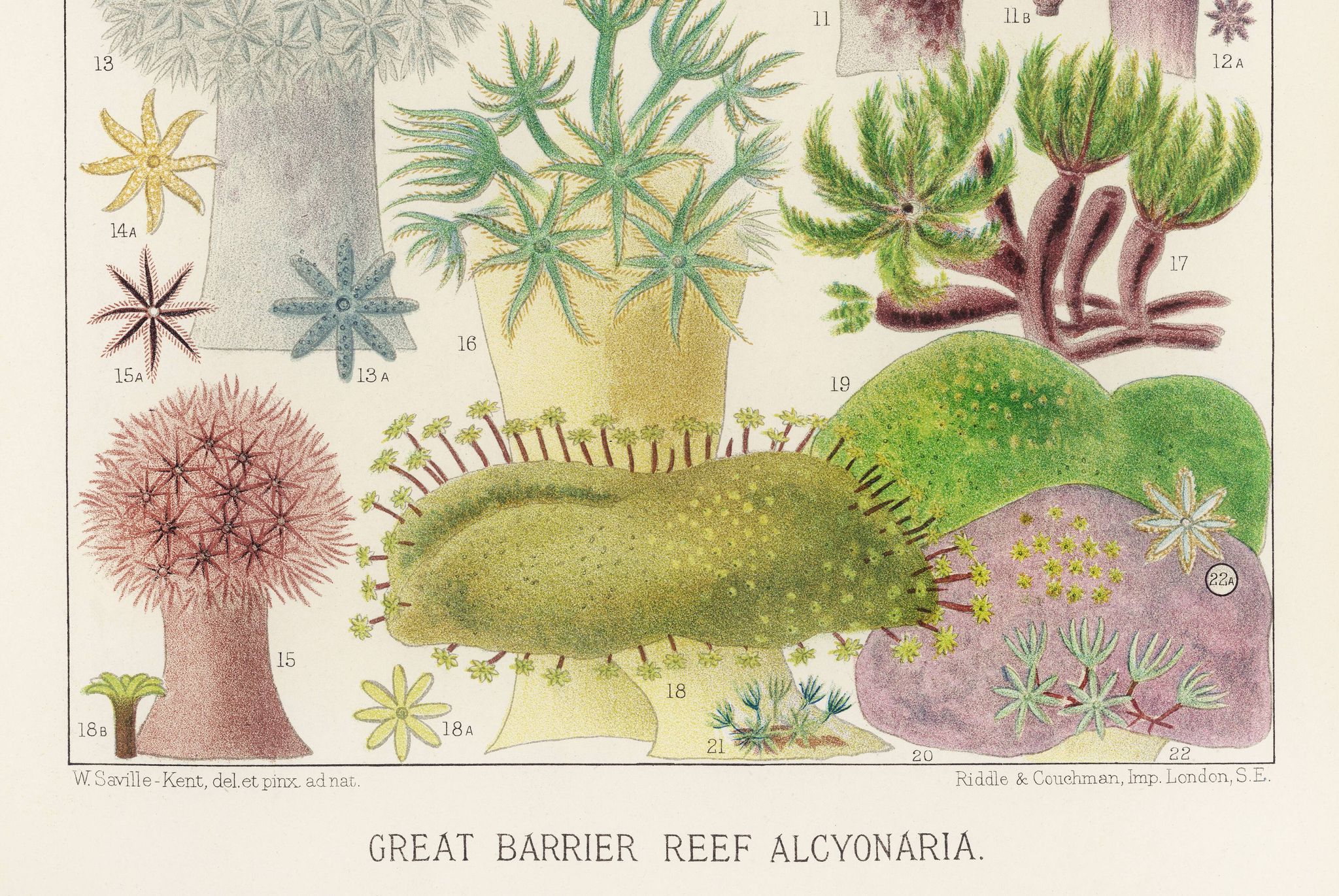 Poster for "The Soft-shelled Fritillaries of the Great Barrier Reef", 1893