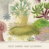 Affiche sur les anémones de la Grande Barrière de Corail, 1894