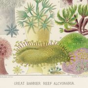 Poster for "The Soft-shelled Fritillaries of the Great Barrier Reef", 1893