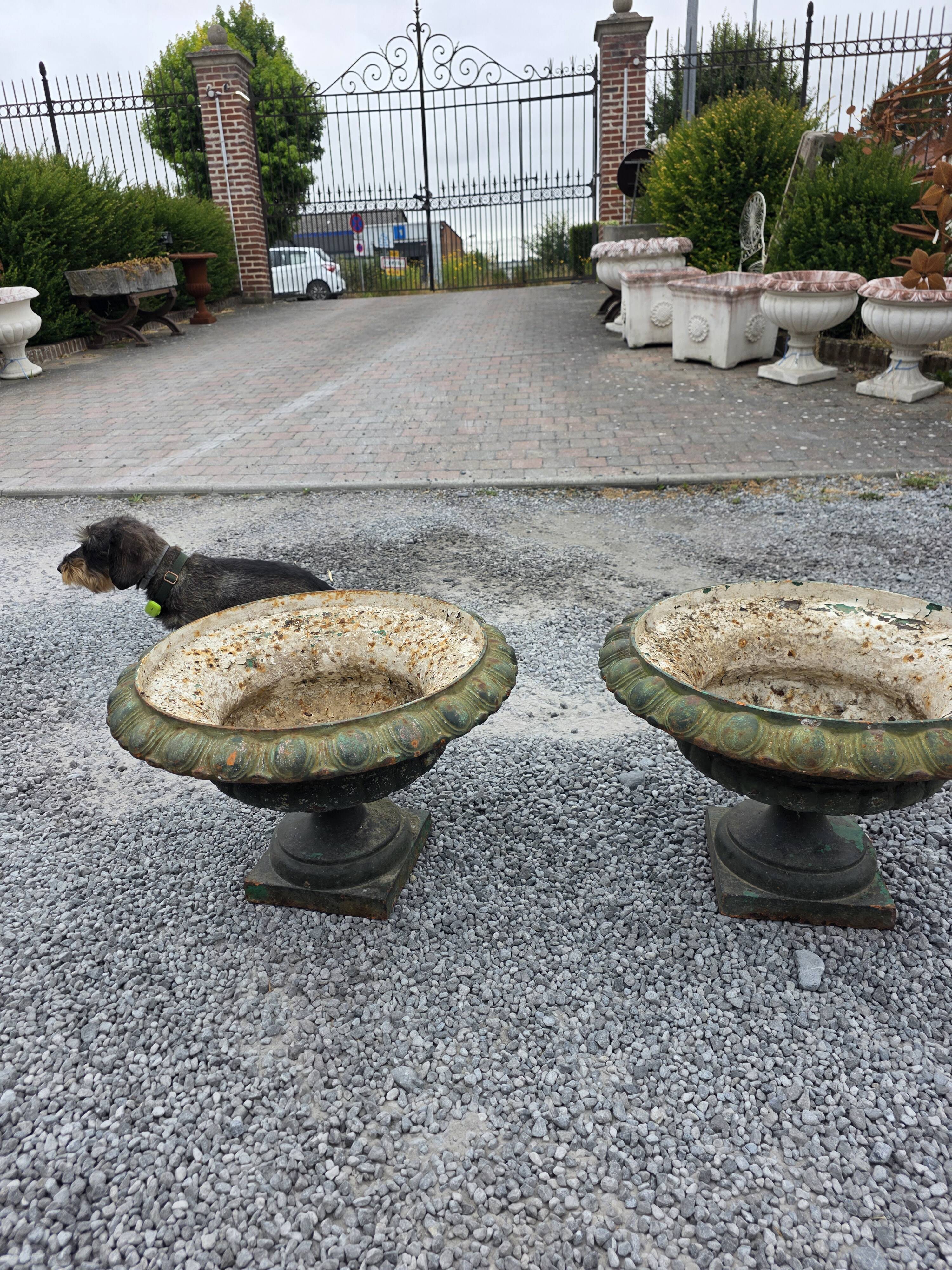 Pair of Medici vases in cast iron from the 19th century, 55cm wide.