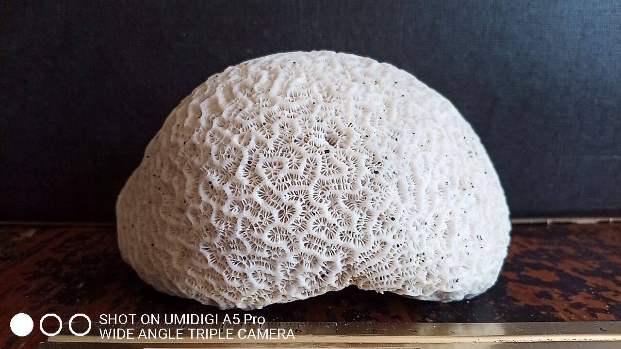 white coral "brain" - 836 grams - 13.5 x 9.8 x 8 cm