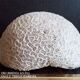 white coral "brain" - 836 grams - 13.5 x 9.8 x 8 cm
