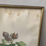 Set of ancient exotic bird illustrations