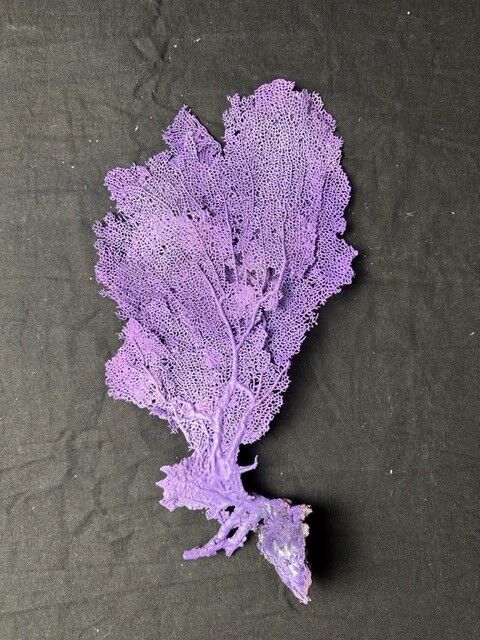 Natural purple gorgon n°2 cabinet of curiosities 41cm x 22cm