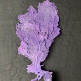 Natural purple gorgon n°2 cabinet of curiosities 41cm x 22cm