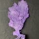 Gorgone violette naturelle n°2 cabinet de curiosité 41cm x 22cm