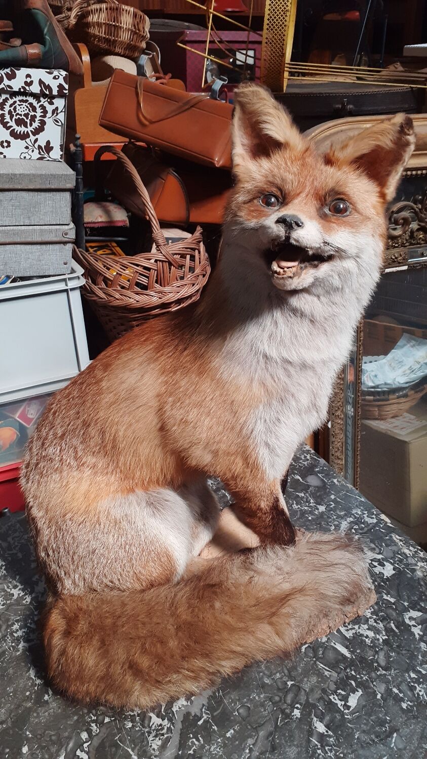 Stuffed fox and naturalized taxidermy