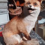 Stuffed fox and naturalized taxidermy