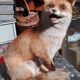 Renard empaillé et naturalisé taxidermie