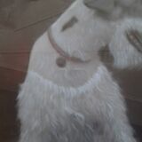 Tableau pastel chien fox terrier