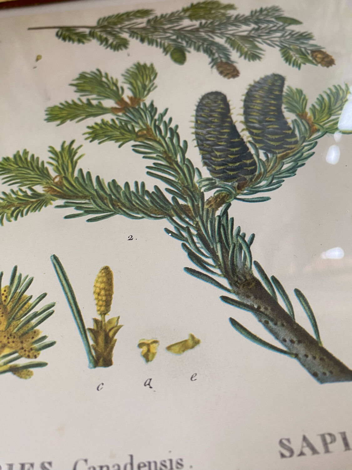 Fir botanical poster