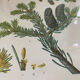 Fir botanical poster