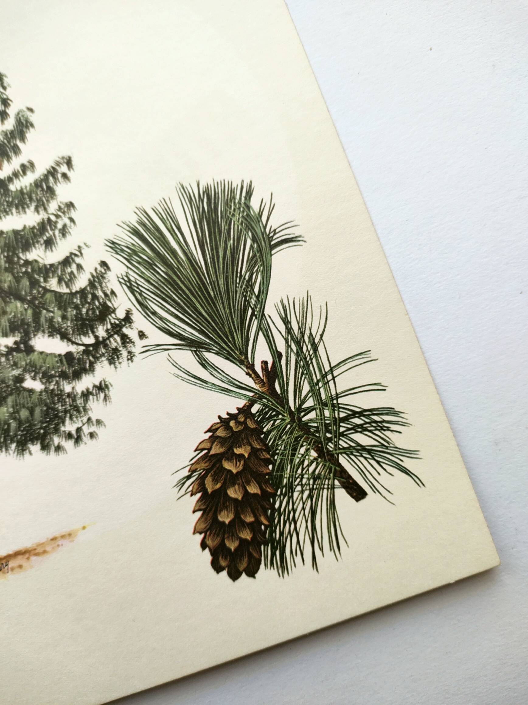 Illustration Pin Weymouth - Vintage Nature Botanical Tree Board 60s