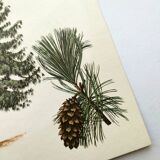 Illustration Pin Weymouth - Vintage Nature Botanical Tree Board 60s