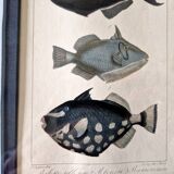Gravure en couleurs par C. Motte, d'après Paul Louis Oudart (1796-1850), "Poissons"